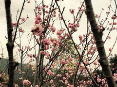 -天适樱花悠乐园