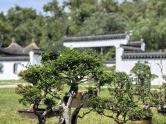 -扬州大运河文化旅游度假区·盆景园