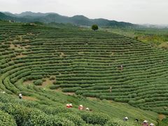 -龙坞茶村