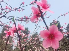 -三圣花乡旅游区