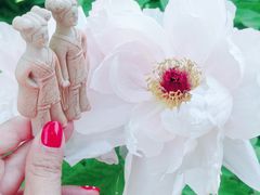 -洛阳市牡丹公园