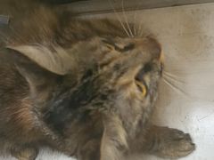 -安安宠医宠物医院·异宠·犬猫内科(岳阳分院)