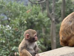 -黔灵山公园