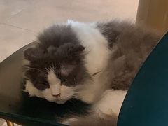 -飞行喵MR PILOT|猫舍·猫咖(静安大融城店)