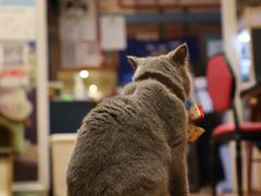 -猫小院猫主题咖啡厅(北锣店)