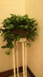 点击看大图 -锦尚名仕Hair Salon