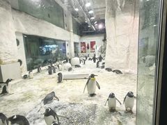 -大连圣亚海洋世界