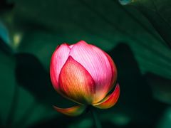 -陈家山荷花公园