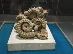 -青岛贝壳博物馆