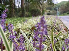 -昆山城市生态森林公园
