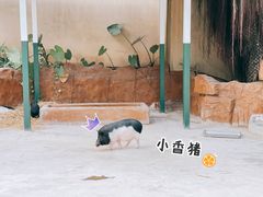 -深圳野生动物园