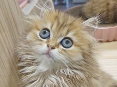 -屋虎猫馆(宝安大仟里店)