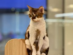-momokira米努特·德文卷毛猫·棉花面纱犬