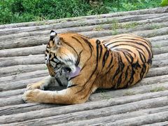 -大连森林动物园