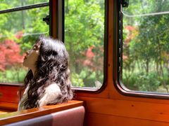 -合肥滨湖国家森林公园