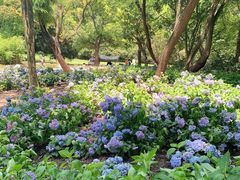 -上海共青森林公园