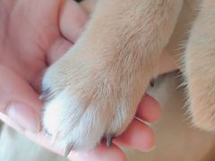 -柴犬小屋·柴餐厅·狗咖食堂(金鼎广场店)