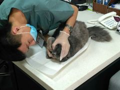 -宠爱国际动物医院· 猫科· 外科·中兽医(长白店)
