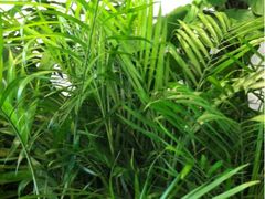 -静岸花卉园艺(三星坊店)