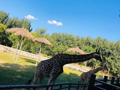 -北京野生动物园