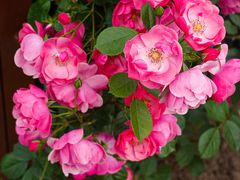 -上海滨江森林公园