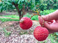 -广州市流溪河国家森林公园