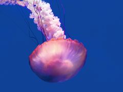 -上海海洋水族馆