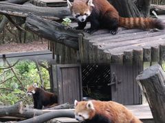 -云南野生动物园