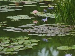 -国家植物园南园