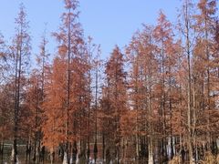 -白鹭湾湿地公园