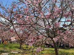 -天适樱花悠乐园