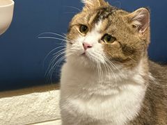 -平行世界·猫咖(首经贸店)