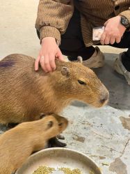 -Zoolung Zoolung动物主题公园(海信广场店)