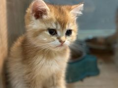 -BABIT巴比特宠物(MOMOPARK店)