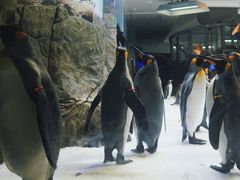 -悉尼海洋生物水族馆