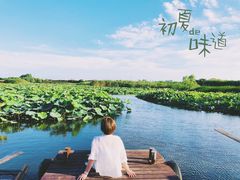 -荷塘月色湿地公园·向阳花洲