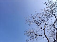 -丁香湖公园