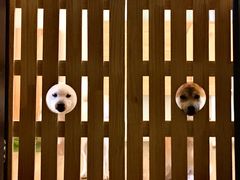 -柴犬小屋·柴餐厅·狗咖食堂(金鼎广场店)