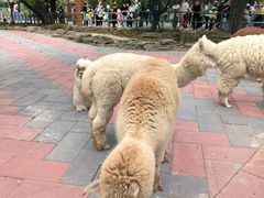 -贵州森林野生动物园