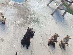 -哈尔滨北方森林动物园