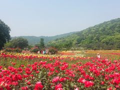 -龙寺生态园