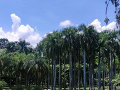 -西双版纳原始森林公园