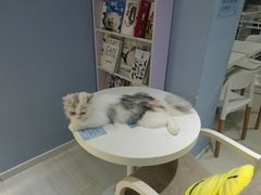 -喵的天空名猫咖啡馆·撸猫·猫舍·用品