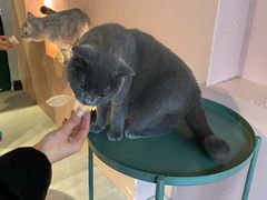 -猫儿山۰猫主题餐厅