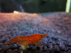 -上海大自然野生昆虫馆(东方明珠·爬宠昆虫探索中心)