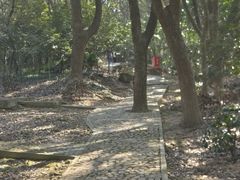 -上海佘山国家森林公园天马山园