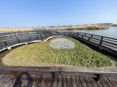 -宁波杭州湾国家湿地公园
