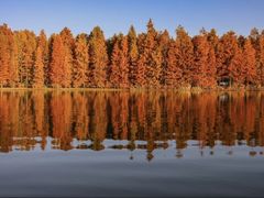 -上海海湾国家森林公园