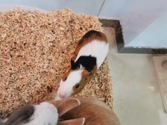 -喵宠乐园·撸猫互动·猫舍