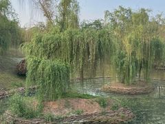 -九龙湖公园